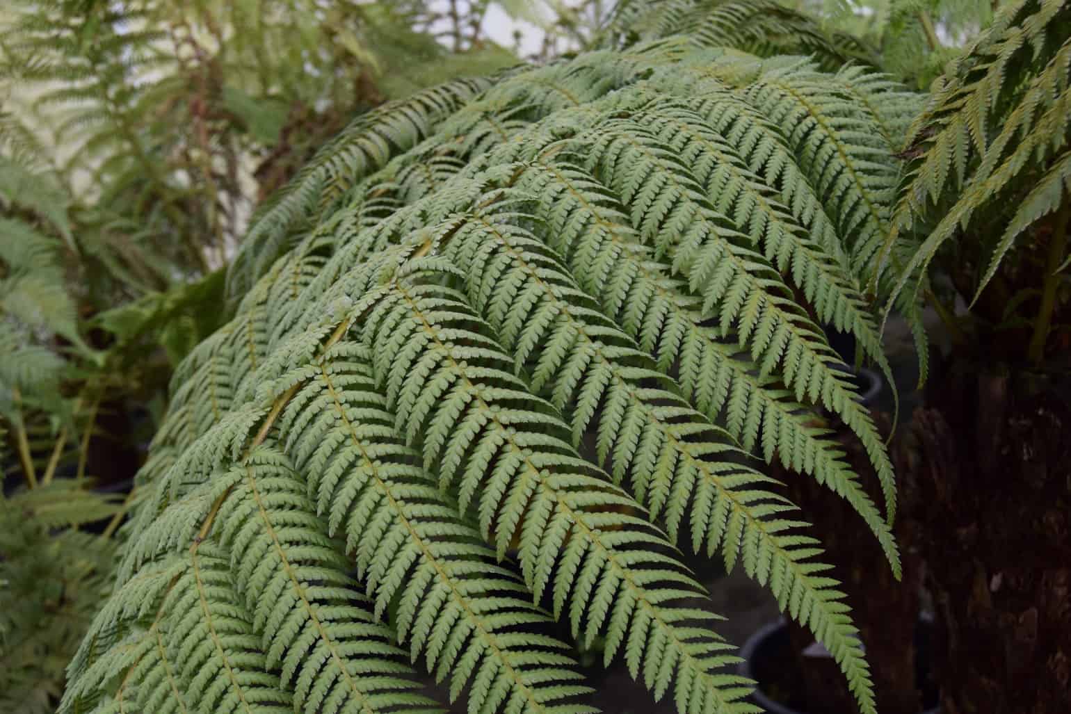 Dicksonia antarctica